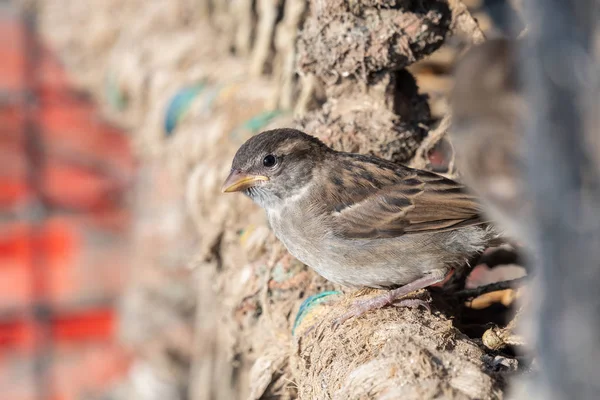 House sparrow (passer domesticus) — Stock Photo, Image