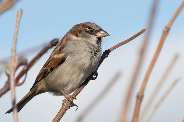 Hussparv (Passer domesticus)). — Stockfoto