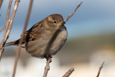 Serçe (Passer domesticus)