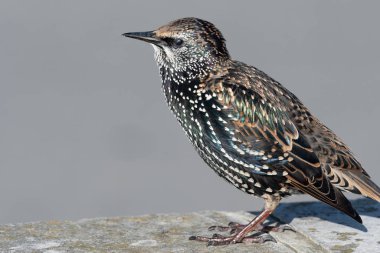 Sığırcık (Sturnus vulgaris))