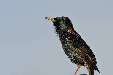 Sığırcık (Sturnus vulgaris))