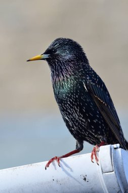 Sığırcık (Sturnus vulgaris))