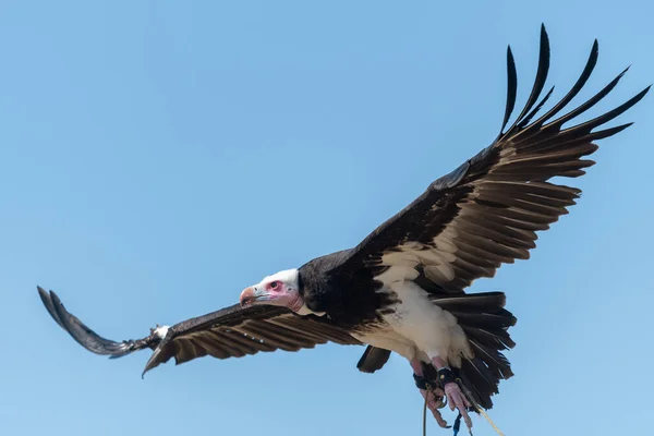 Kapuzengeier (necrosyrtes monachus)) — Stockfoto