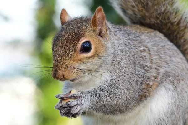 Scoiattolo grigio (Sciurus carolinensis) — Foto Stock