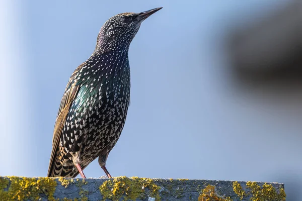 Common starling (sturnus vulgaris)