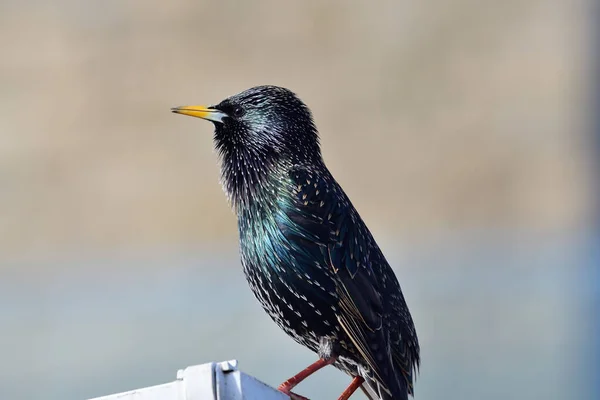 Common starling (sturnus vulgaris)