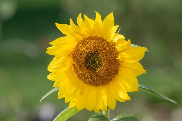 Cabeza de girasol —  Fotos de Stock