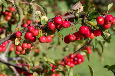 Bir malus ağacının meyvelerini kapat..