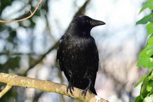 Corvo di carogne (Corvus corone) — Foto Stock