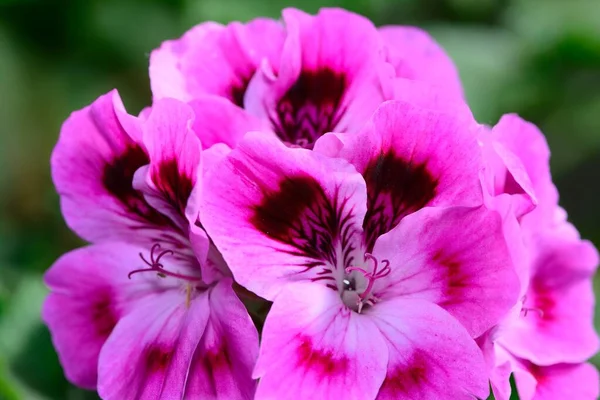 Королевский пеларгоний (pelargonium domesticum ) — стоковое фото