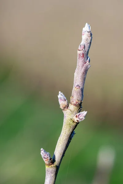 Gyümölcsbimbó — Stock Fotó