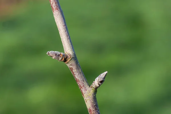 Appelmoes — Stockfoto