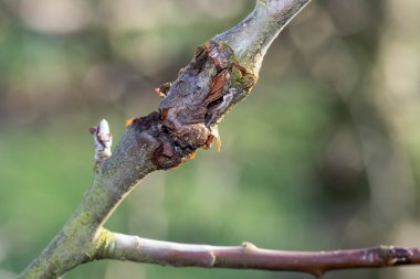 Elma ağacındaki yara.