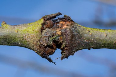 Elma ağacındaki yara.