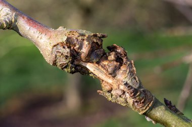 Elma ağacındaki yara.