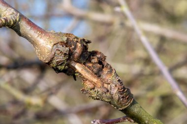 Elma ağacındaki yara.