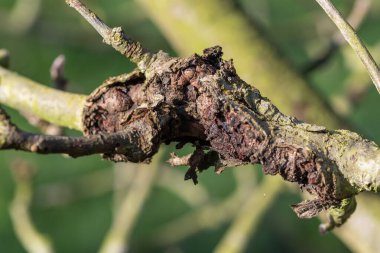 Elma ağacındaki yara.