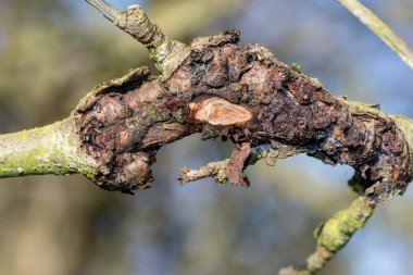 Elma ağacındaki yara.