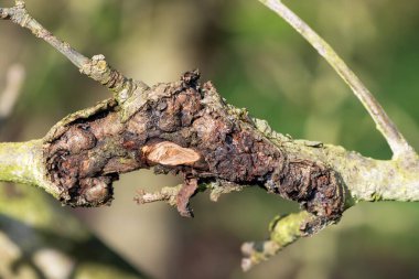 Elma ağacındaki yara.