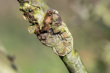 Elma ağacındaki yara.