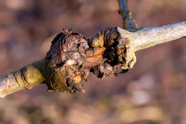 Canker on an apple tree — Stock Photo, Image