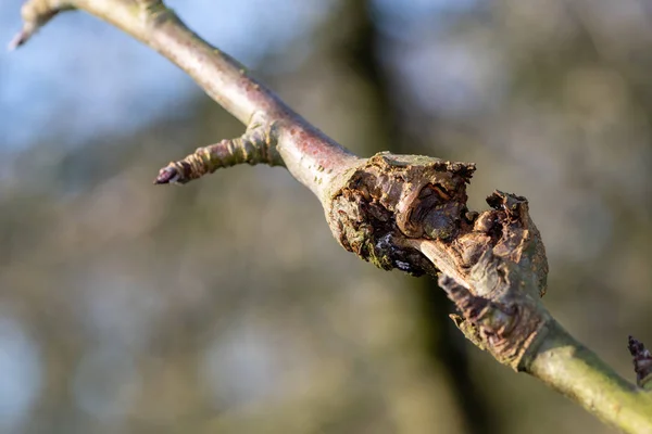 Canker em uma árvore de maçã — Fotografia de Stock