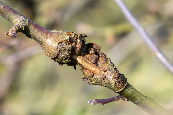 Canker on an apple tree — 스톡 사진