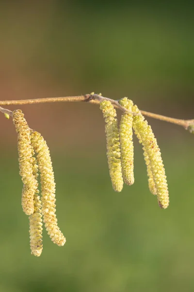 Avelã madura (corylus avellana) catkins — Fotografia de Stock