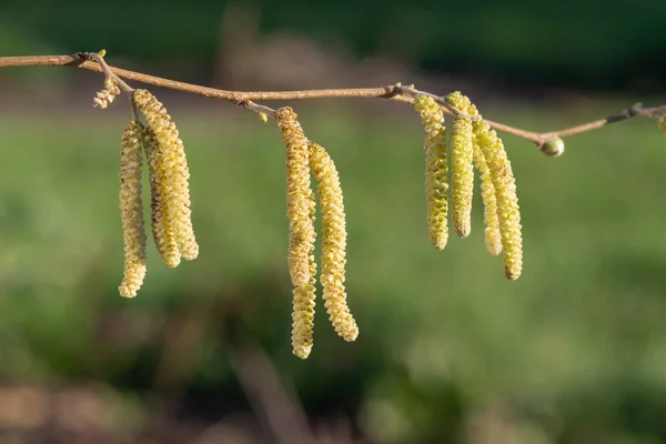 Avelã madura (corylus avellana) catkins — Fotografia de Stock