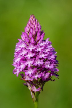 Piramit orkidesi (anakamit piramidalis))