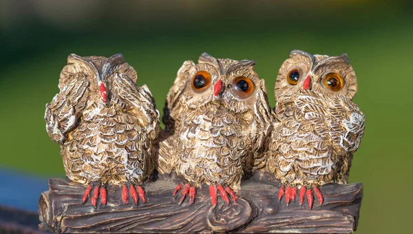 Three wise owls — Stock Photo, Image