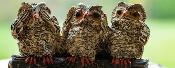 Three wise owls — Stock Photo, Image