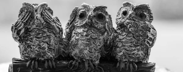 Three wise owls