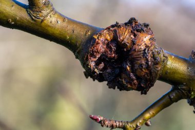 Elma ağacındaki yara.