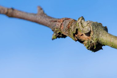 Elma ağacındaki yara.