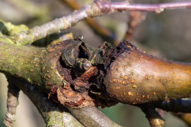 Elma ağacındaki yara.