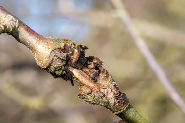 Elma ağacındaki yara.