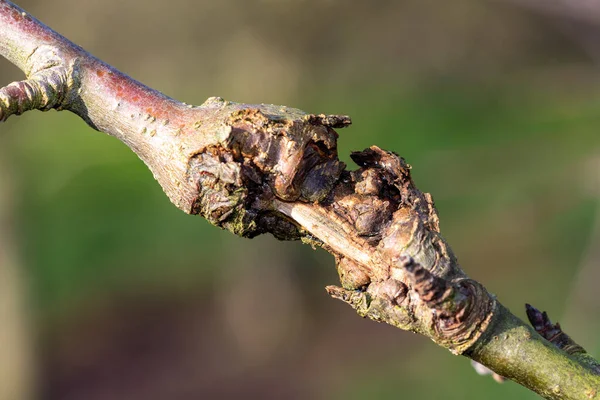 Carciniglia su un albero di mele — Foto Stock