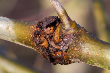 Elma ağacındaki yara.