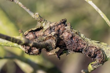 Elma ağacındaki yara.