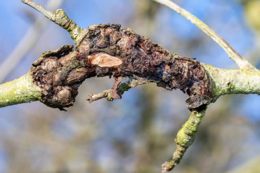Elma ağacındaki yara.