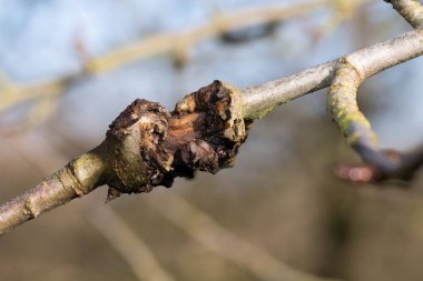 Elma ağacındaki yara.