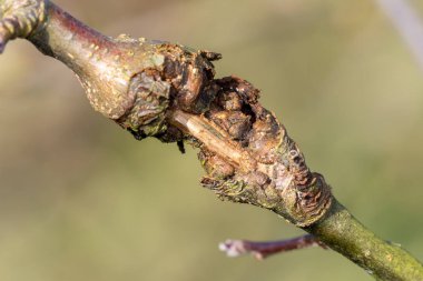 Elma ağacındaki yara.
