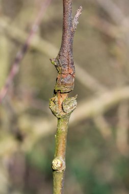 Elma ağacındaki yara.