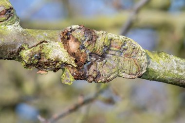 Elma ağacındaki yara.