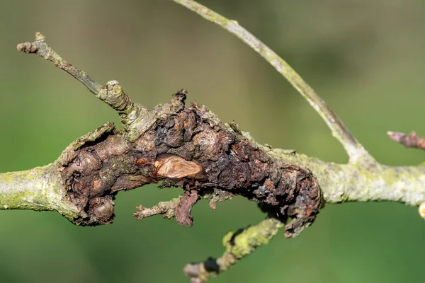 Elma ağacındaki yara.