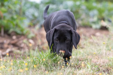 Siyah labrador yavrusu