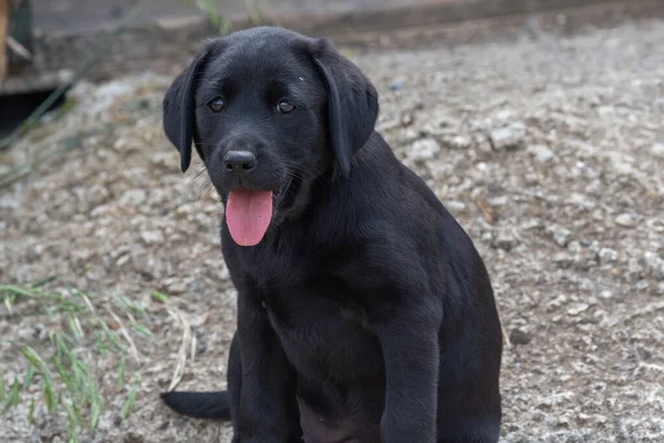 Cachorrinho labrador preto — Fotografia de Stock