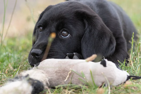 Černý labrador štěně — Stock fotografie