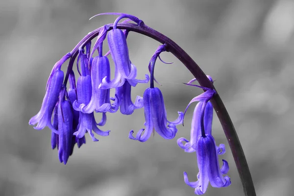 Blåklocka (Hyacinthoides non-scripta)) — Stockfoto